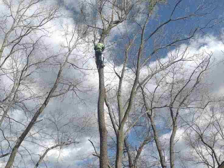 Caceres Tree Service