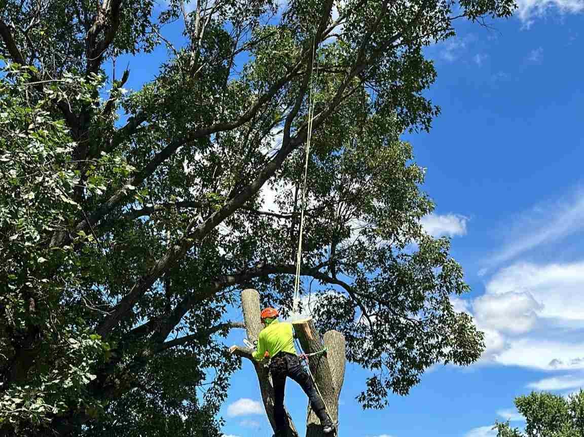 Caceres Tree Service