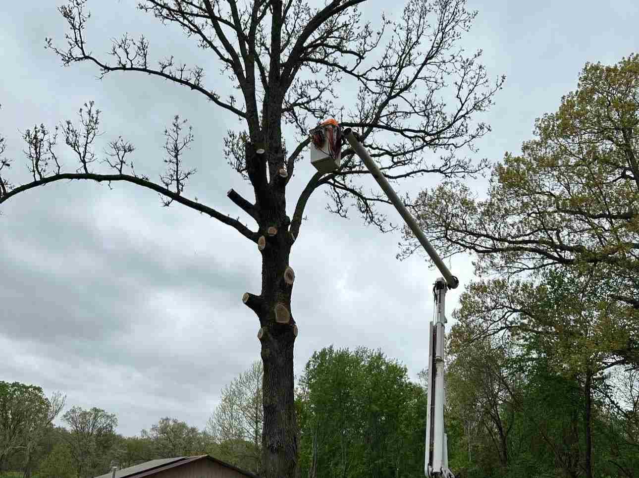 Caceres Tree Service