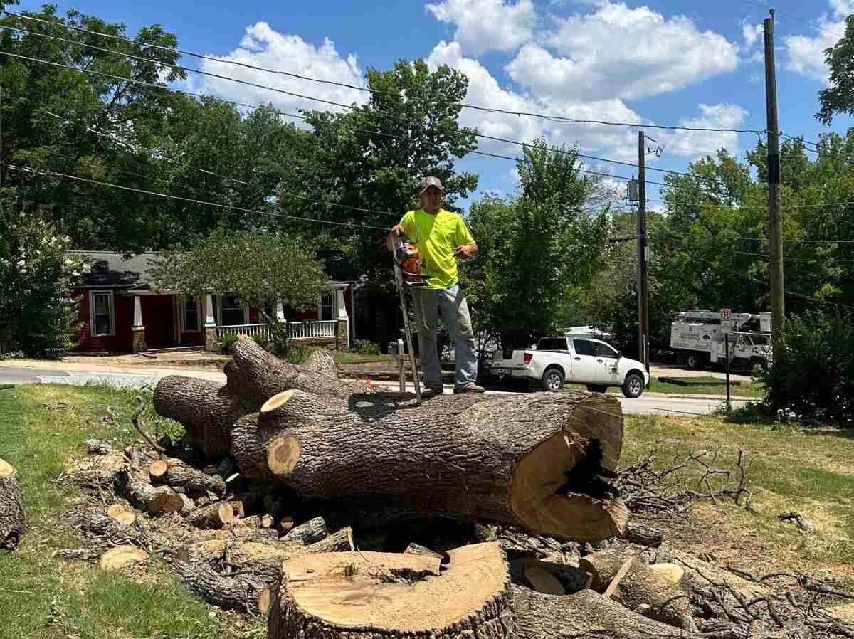 Caceres Tree Service