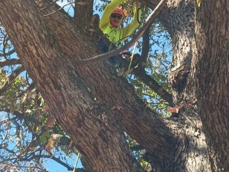 Caceres Tree Service