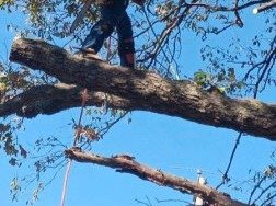 Caceres Tree Service