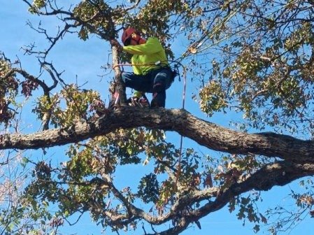 Caceres Tree Service