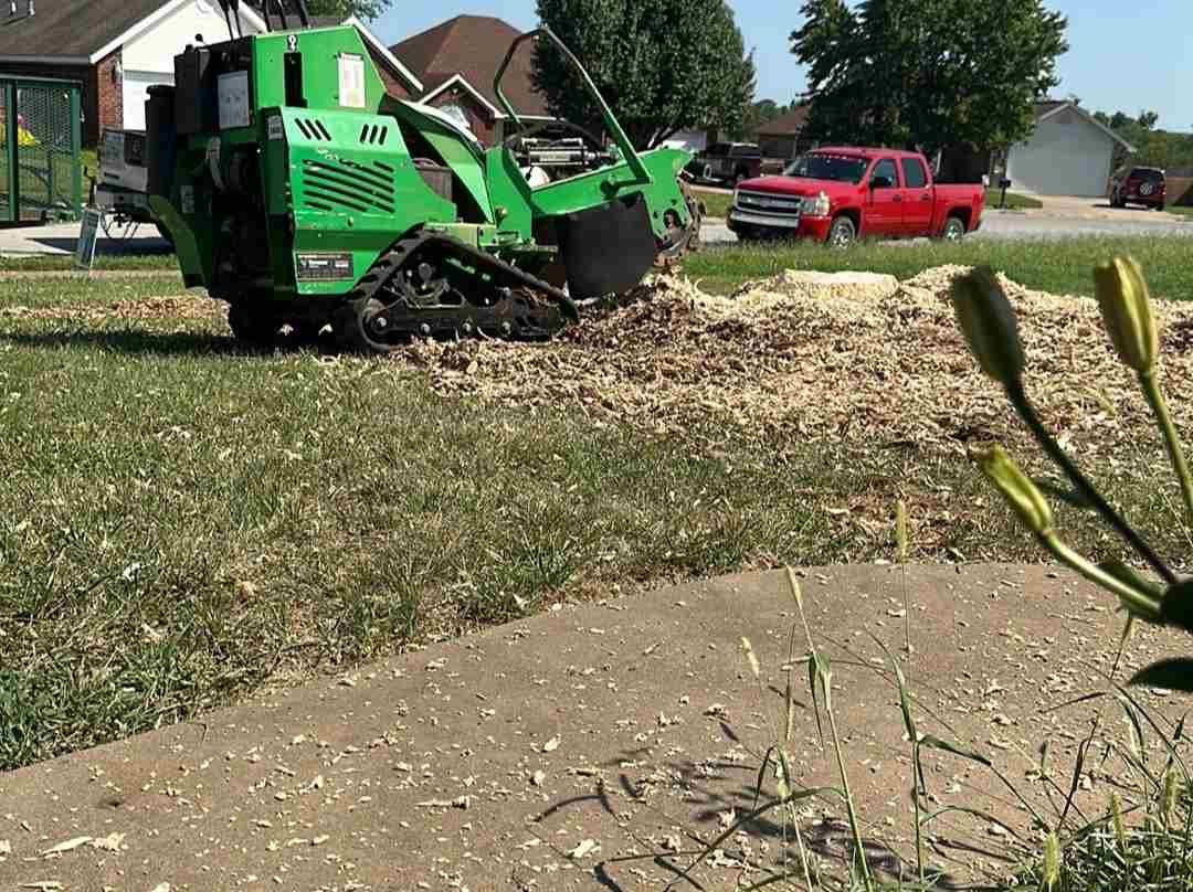 Caceres Tree Service