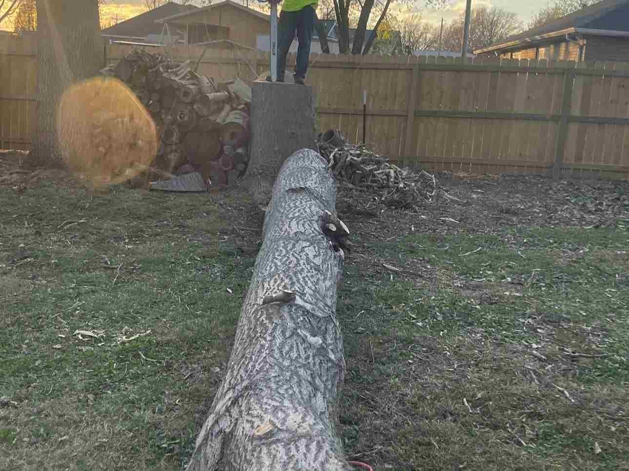 Caceres Tree Service