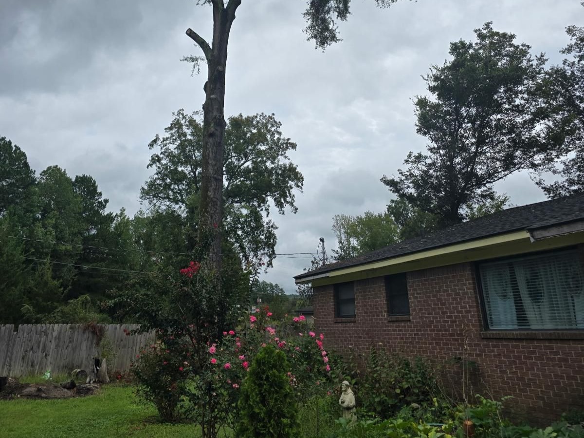 Caceres Tree Service