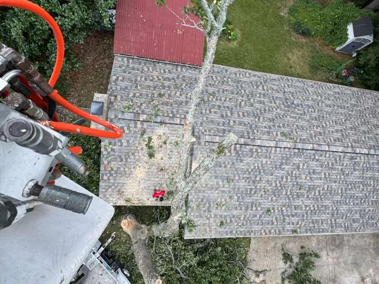 Caceres Tree Service