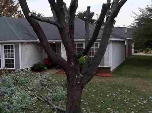 Caceres Tree Service