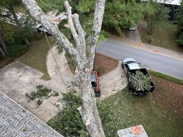 Caceres Tree Service