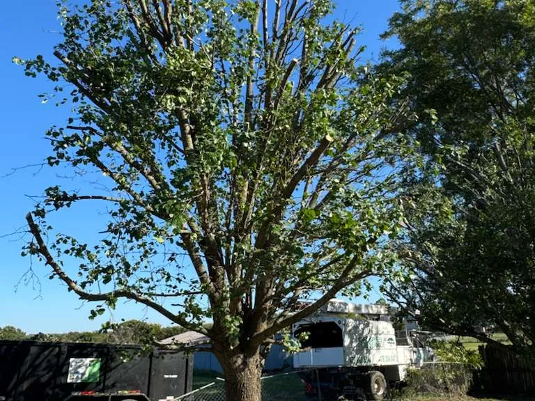 Caceres Tree Service