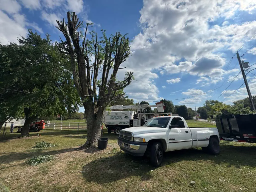 Caceres Tree Service