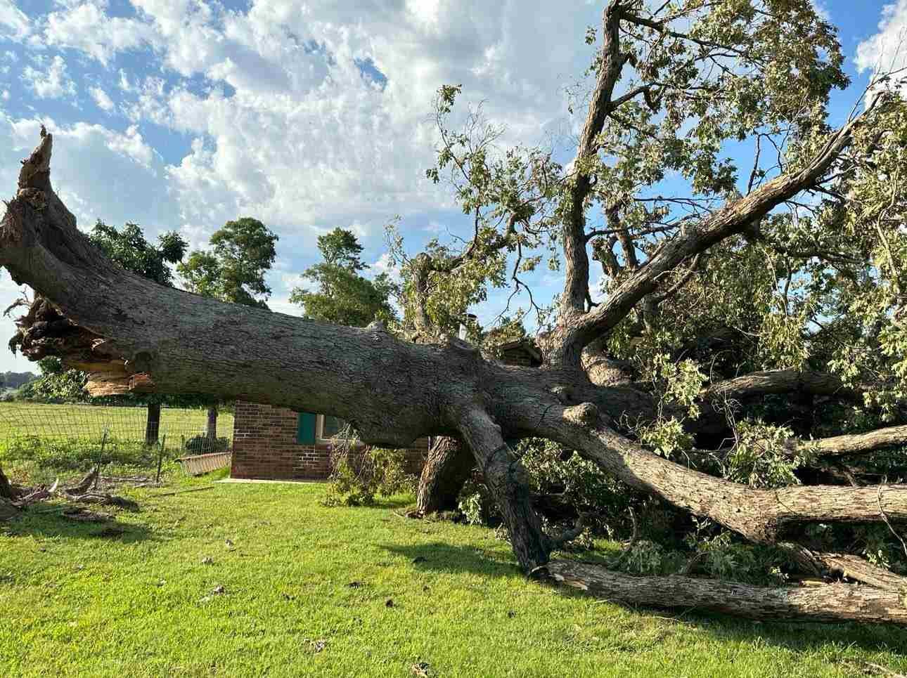 Caceres Tree Service