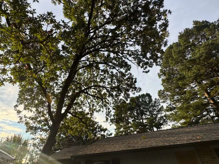 Caceres Tree Service