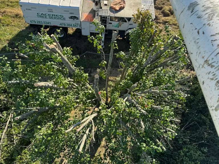 Caceres Tree Service