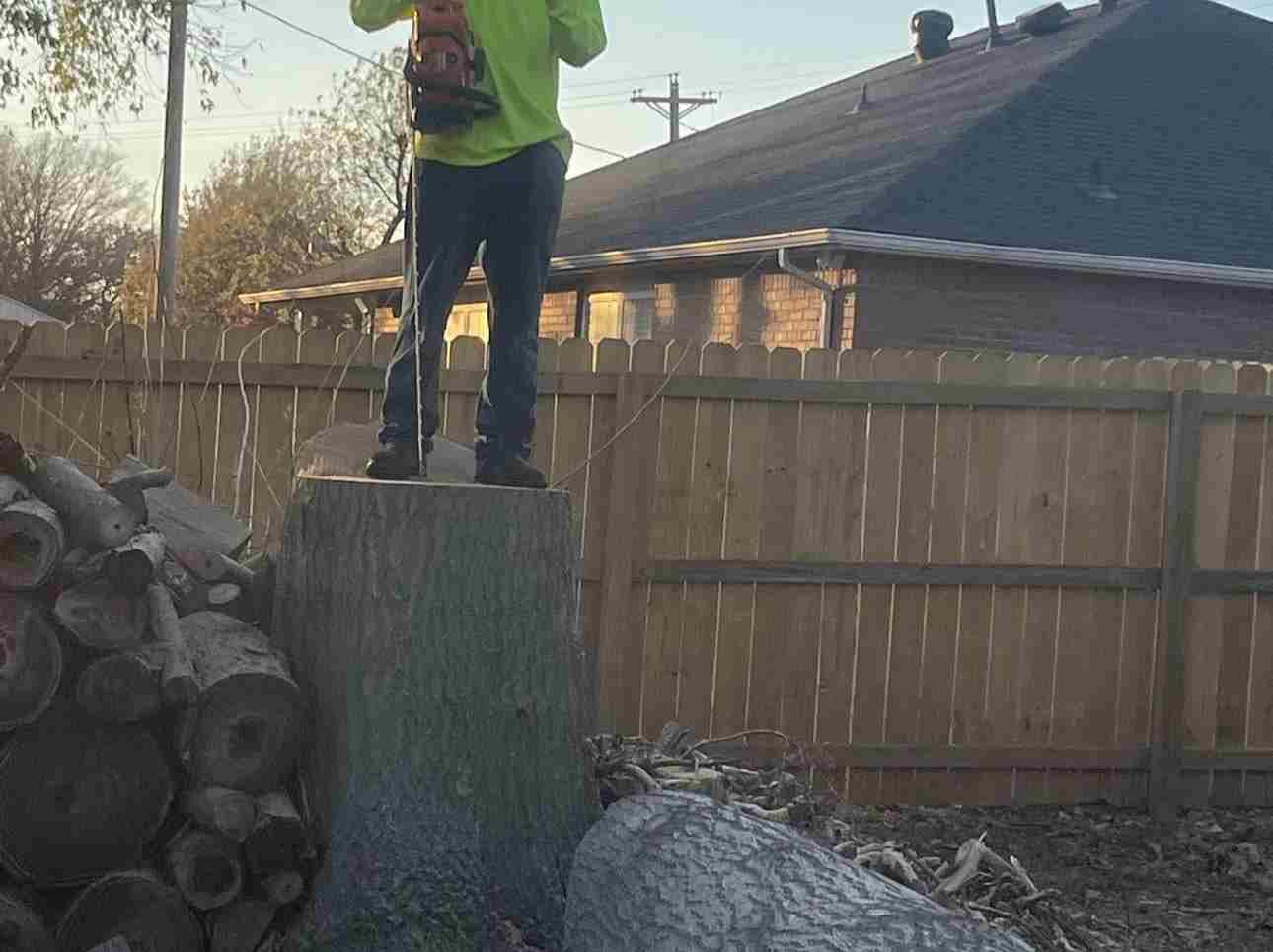 Caceres Tree Service