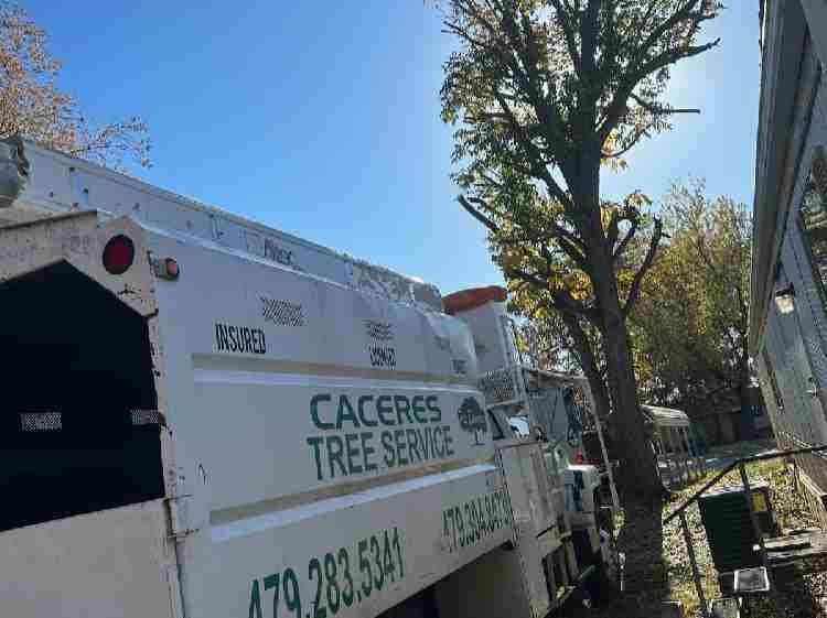 Caceres Tree Service