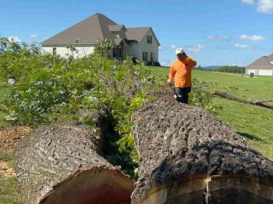 Caceres Tree Service